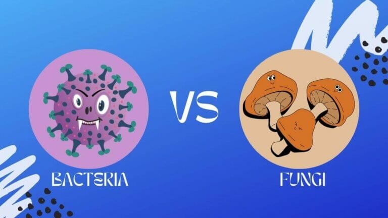 What Is The Difference Between Bacteria And Fungi?