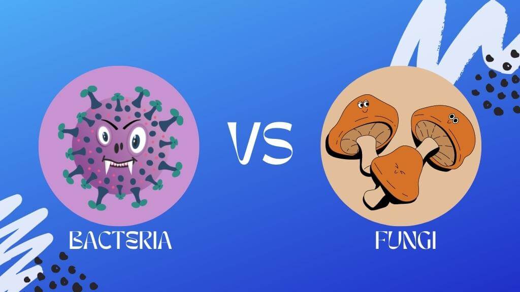 What Is The Difference Between Bacteria And Fungi?