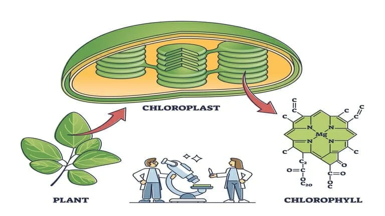 chlorophyll and chloroplast from plant to chemical formula chlorophyll and chloroplast from plant to chemical formula