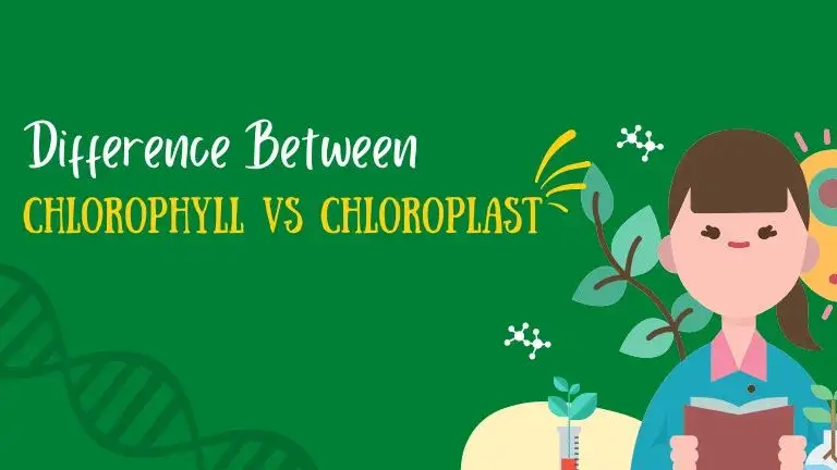 Difference Between Chlorophyll And Chloroplast