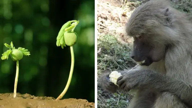 Difference Between Plants And Animals Life
