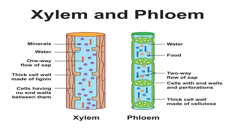 difference between xylem and phloem