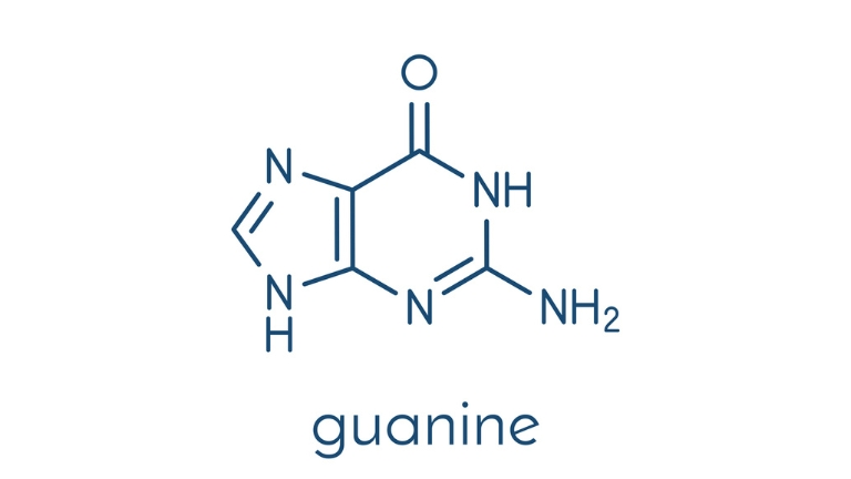 guanine