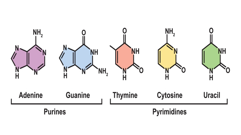 types of nucleotides
