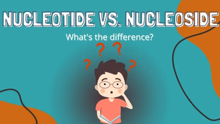 What Is The Difference Between A Nucleoside And A Nucleotide
