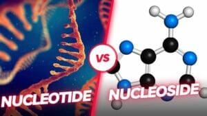 Difference Between A Nucleotide And A Nucleoside?