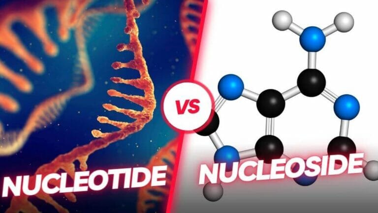 What Is The Difference Between A Nucleotide And A Nucleoside