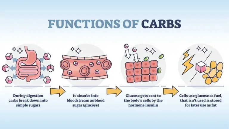 functions of carbs functions of carbs
