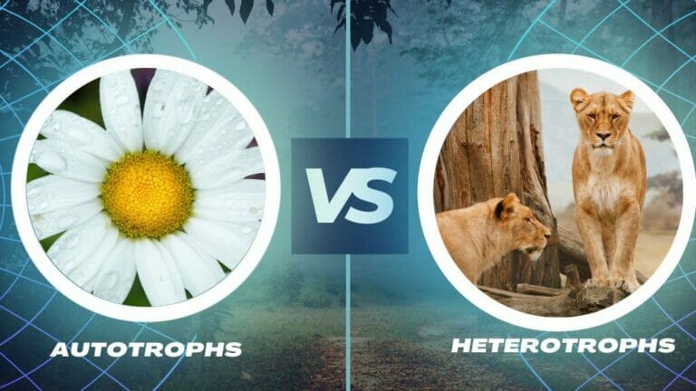 difference between autotrophs and heterotrophs