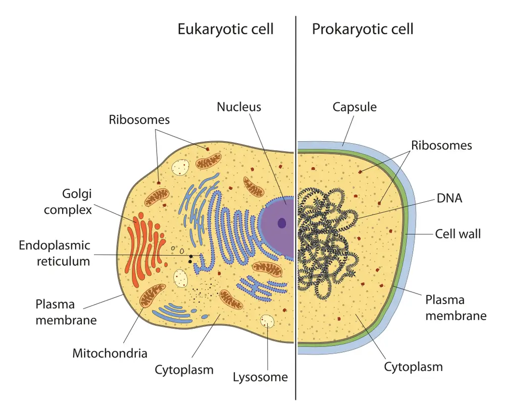 Two Main Types Of Cells